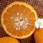 宮内伊予柑